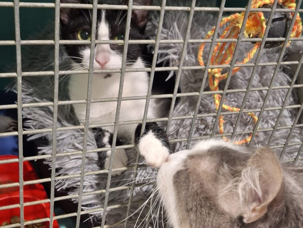 Takoma - Chat Européen à adopter - photo 3