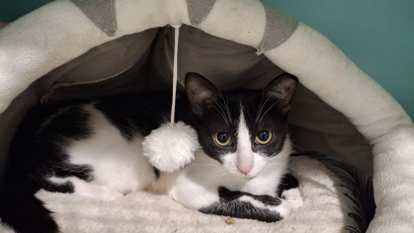Takoma - Chat Européen à adopter - photo 5