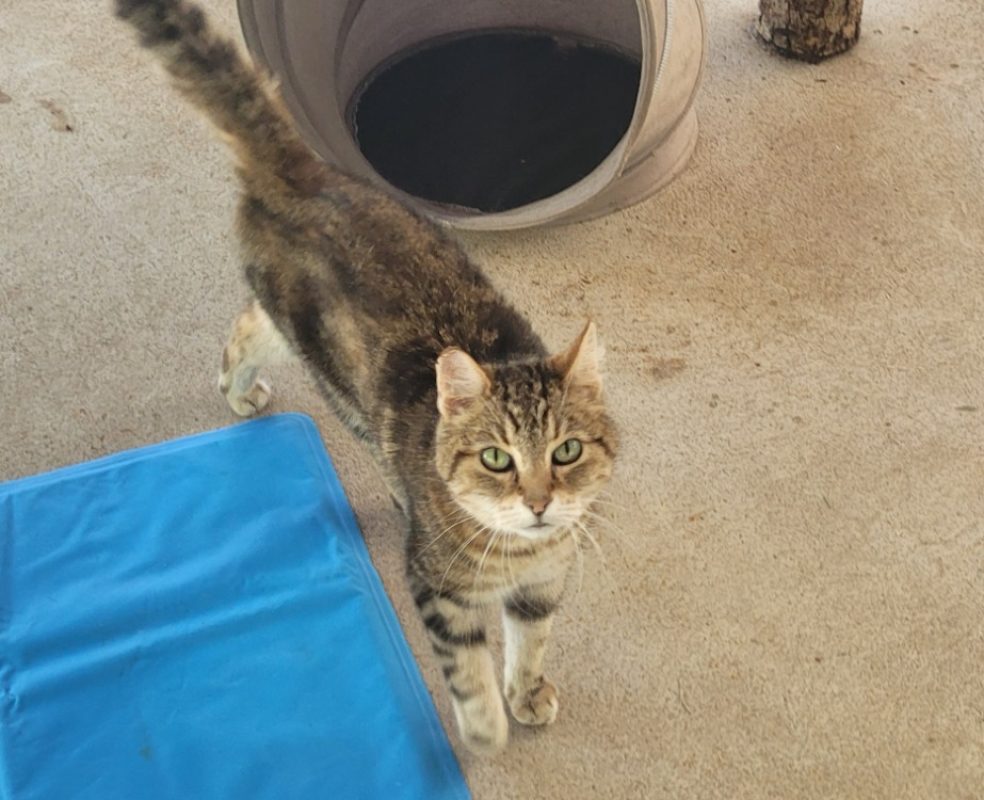 Djeena - Chat Européen à adopter