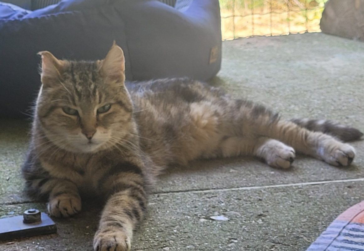 Djeena - Chat Européen à adopter - photo 3