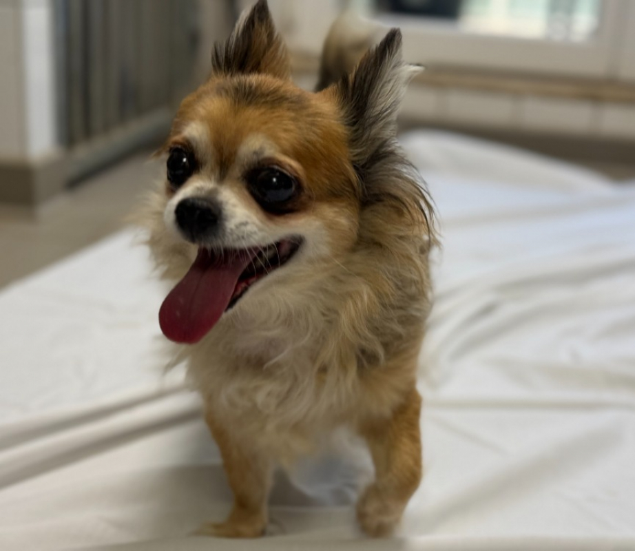 Photo de Mochi