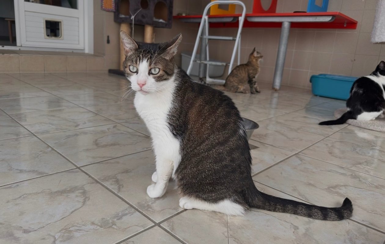 Newton - Chat Européen à adopter