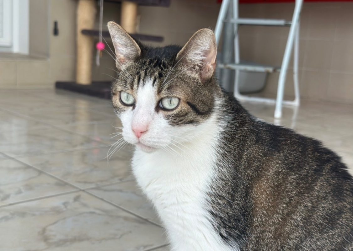 Newton - Chat Européen à adopter - photo 3