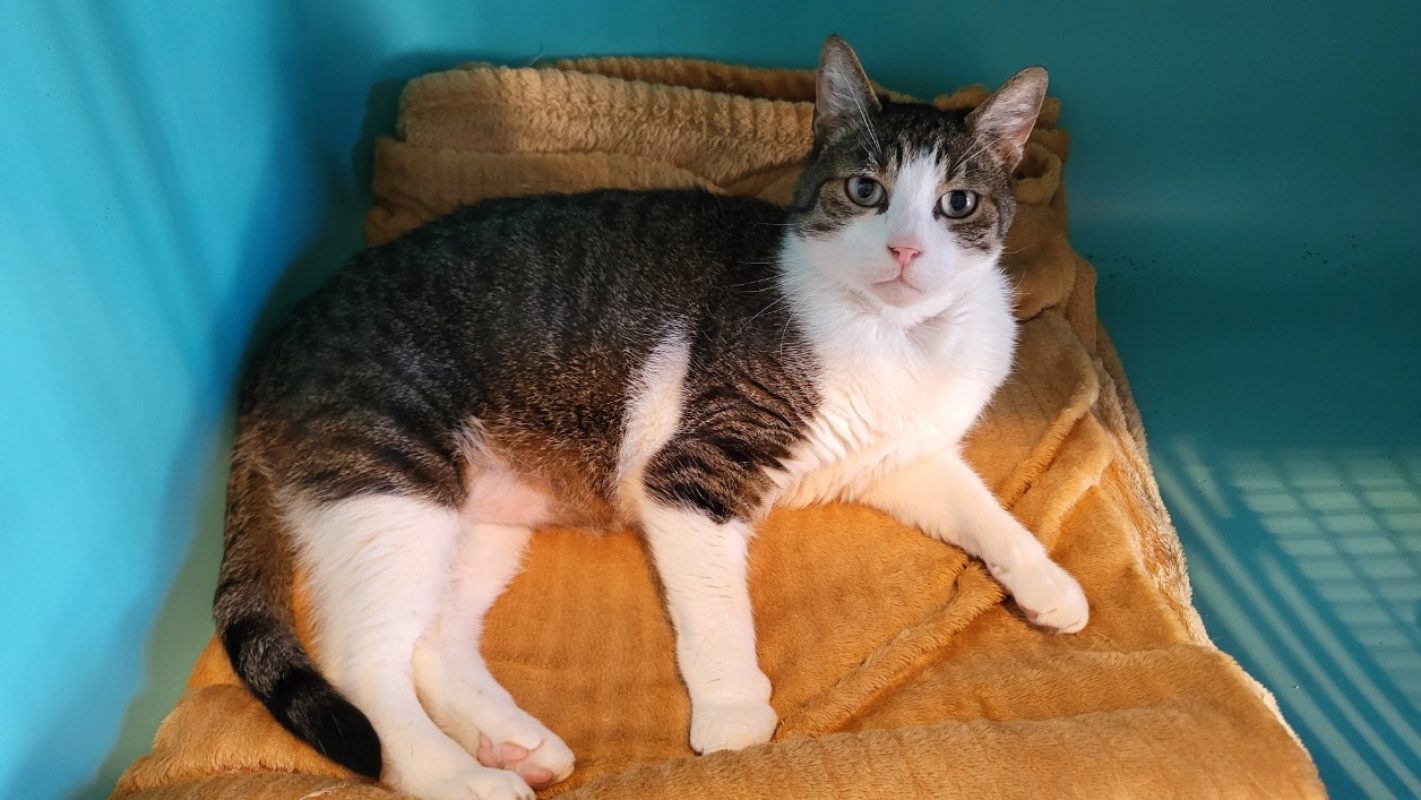 Newton - Chat Européen à adopter - photo 4