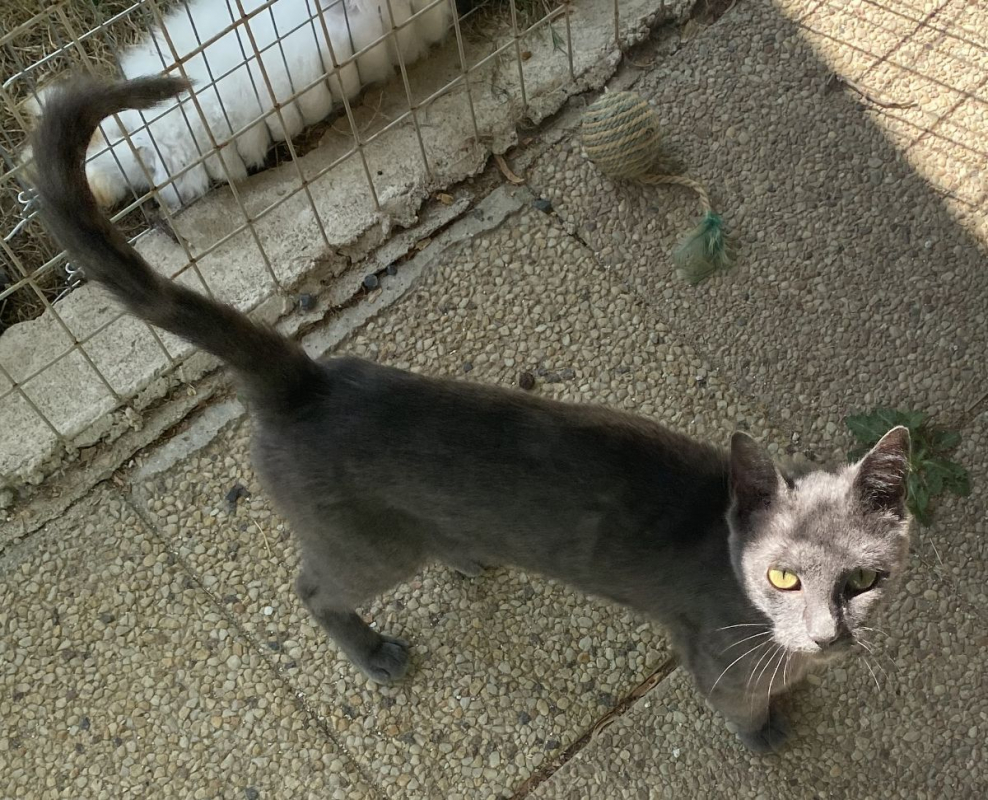 Photo #4 de Silver