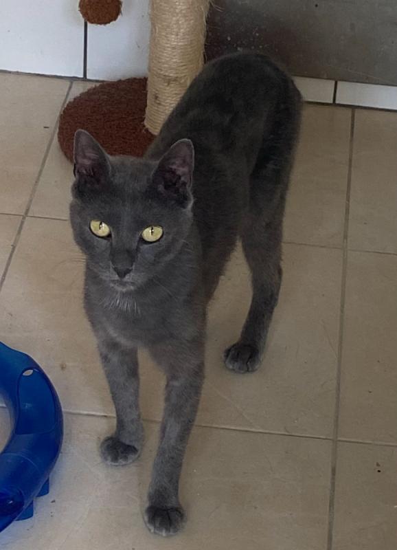 Photo #1 de Silver