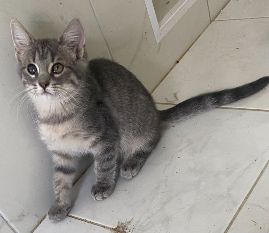Photo #8 de Smokie