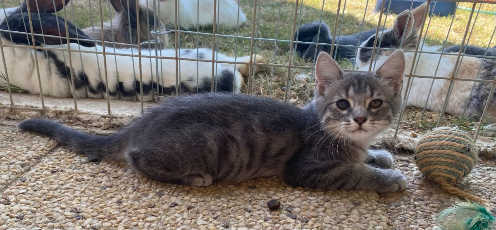 Photo #6 de Smokie