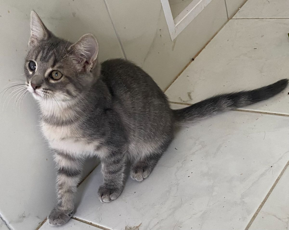 Photo #3 de Smokie