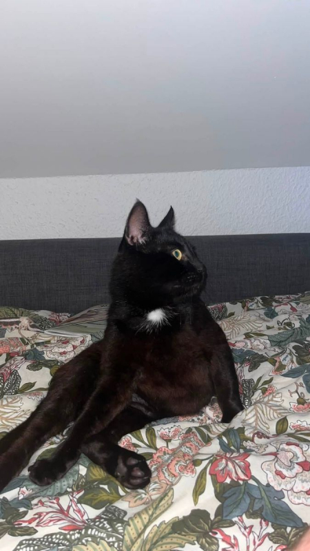 Photo #3 de Remy