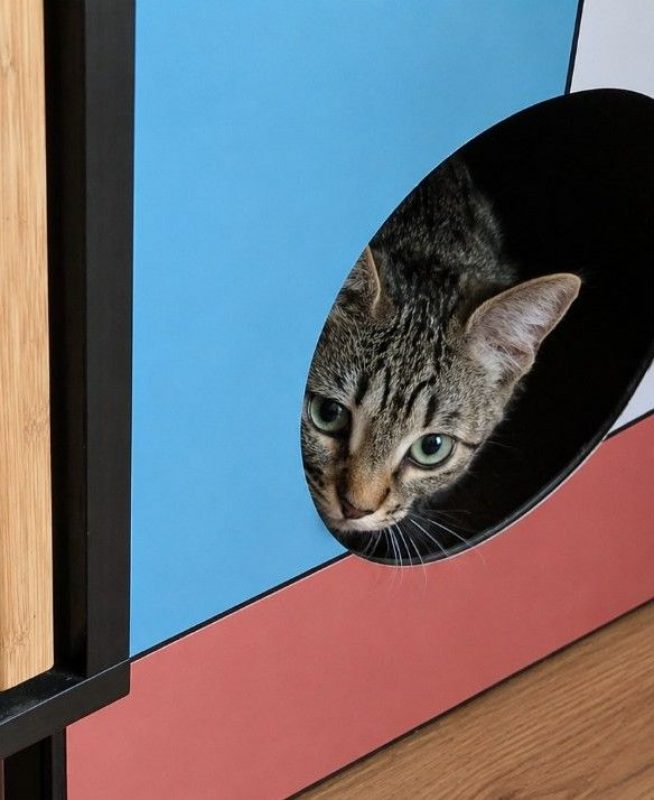Caline - Chat à adopter