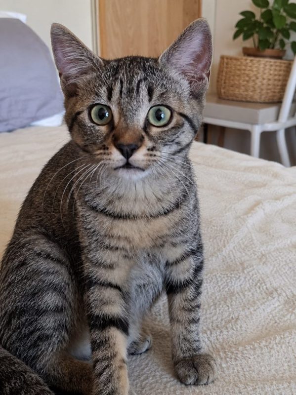 Caline - Chat à adopter - photo 3