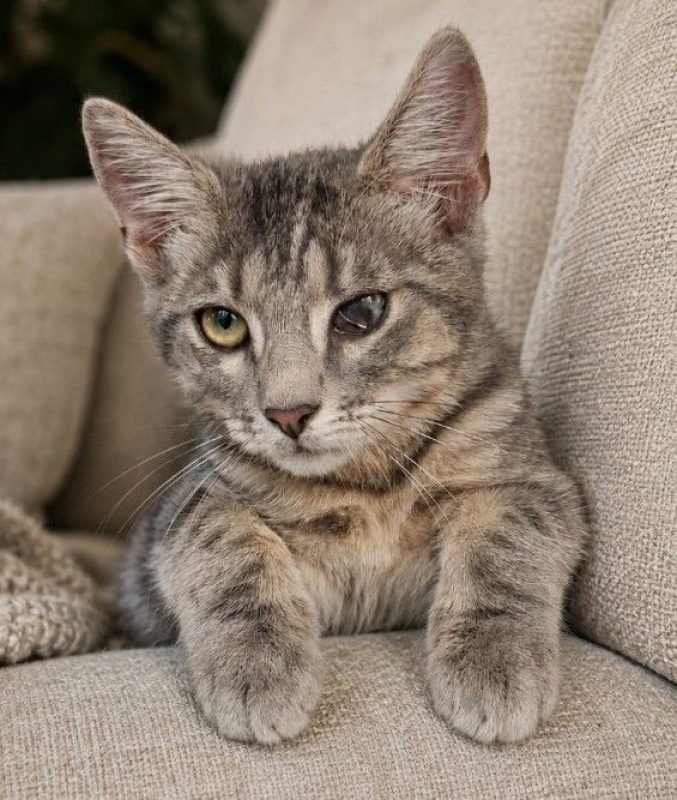 Sammy - Chat à adopter - photo 11