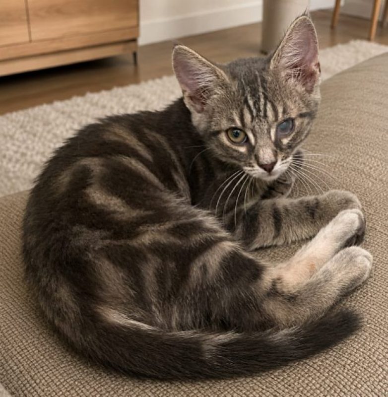 Sammy - Chat à adopter - photo 6