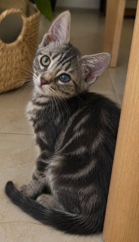 Sammy - Chat à adopter