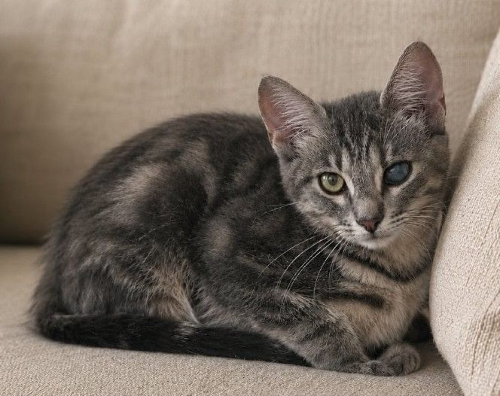 Sammy - Chat à adopter - photo 4