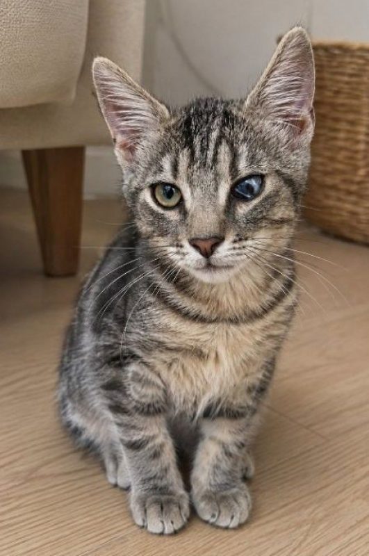 Sammy - Chat à adopter - photo 2