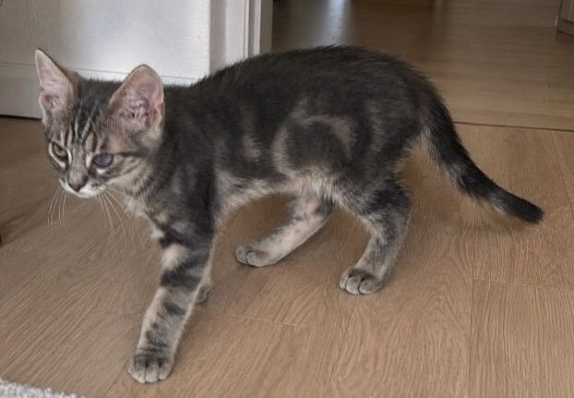 Sammy - Chat à adopter - photo 3