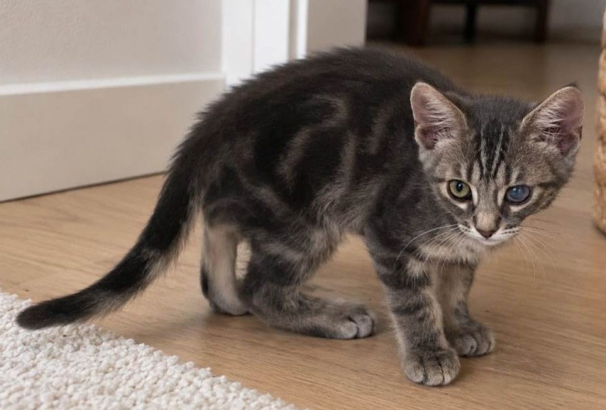 Sammy - Chat à adopter - photo 7