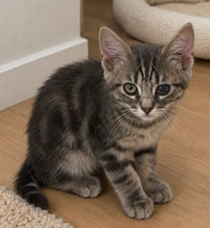 Sammy - Chat à adopter - photo 8