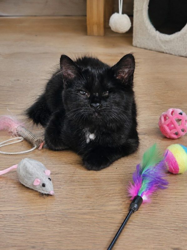 Steevy - Chat à adopter - photo 3