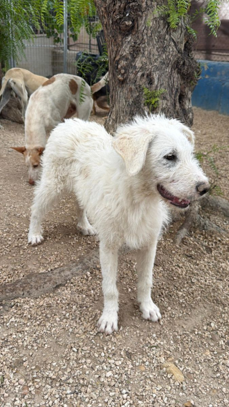 Photo #6 de Blanca