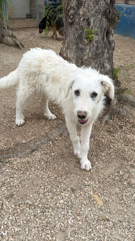 Photo #4 de Blanca