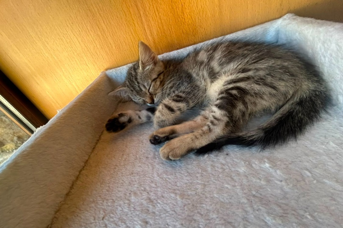 Photo de Koda