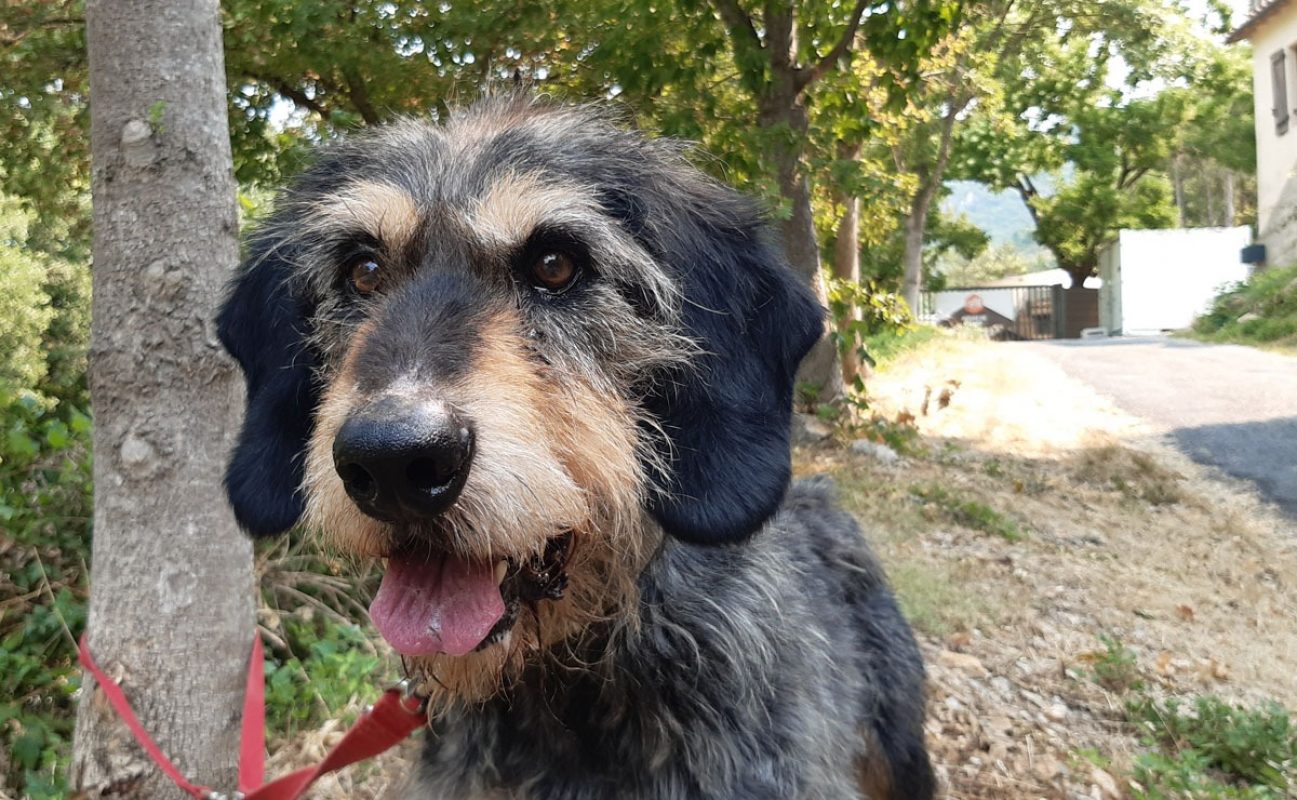 Irisson - Chien Griffon Nivernais à adopter