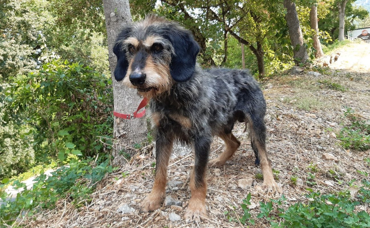 Irisson - Chien Griffon Nivernais à adopter - photo 2