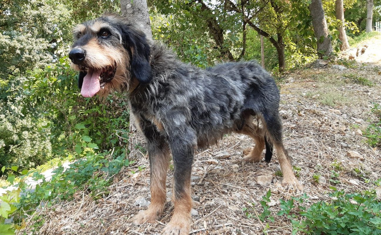 Irisson - Chien Griffon Nivernais à adopter - photo 3