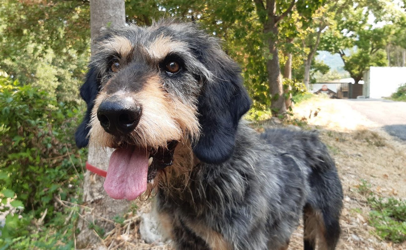Irisson - Chien Griffon Nivernais à adopter - photo 4