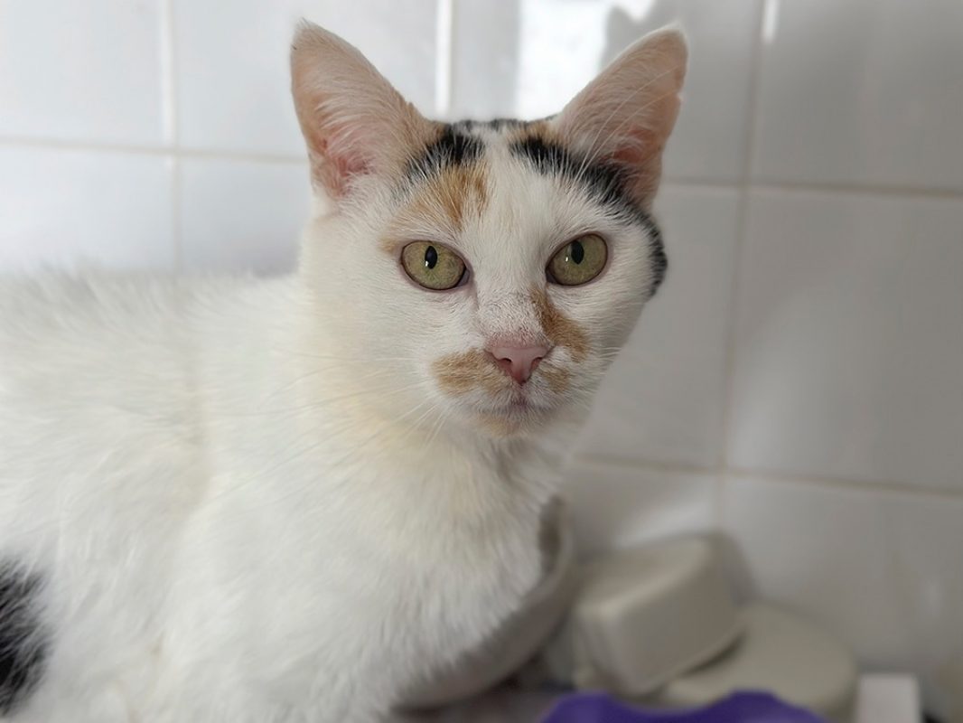 Lilou - Chat Européen à adopter