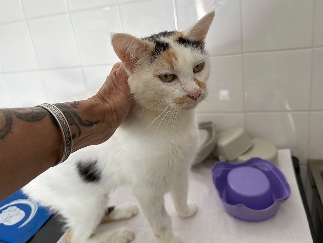 Lilou - Chat Européen à adopter - photo 2