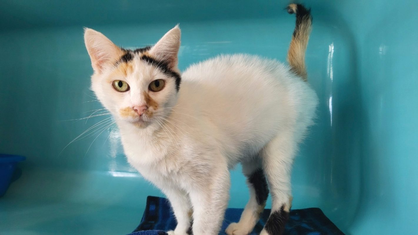 Lilou - Chat Européen à adopter - photo 3