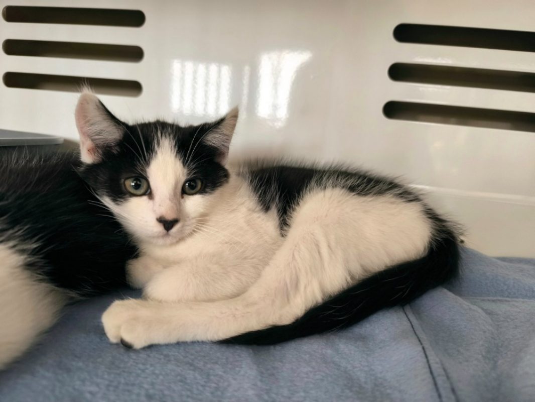 Cherki - Chat Européen à adopter