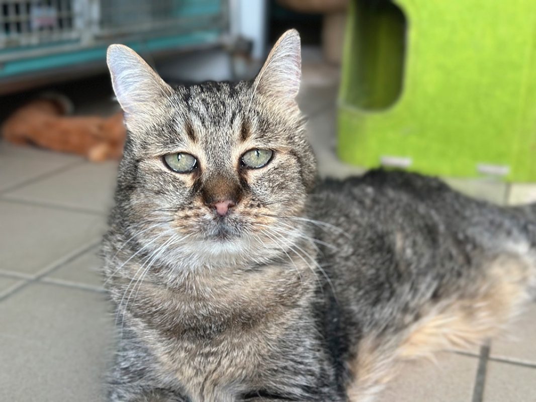 Yoman - Chat Européen à adopter