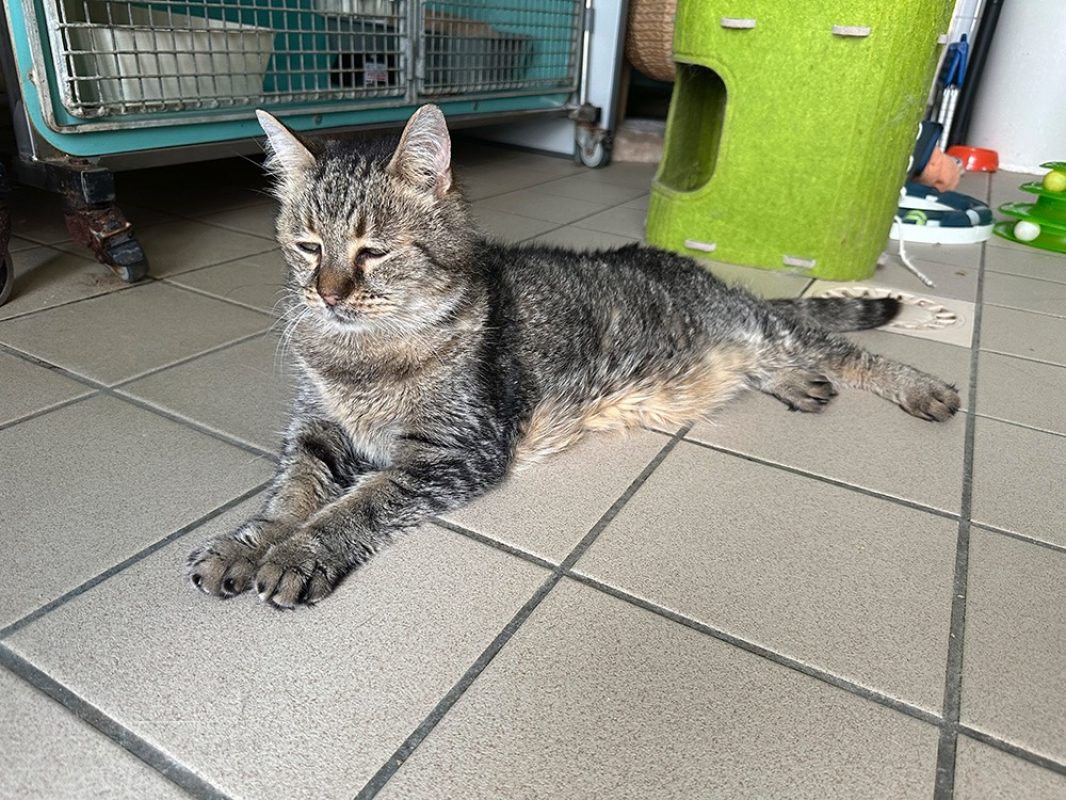 Yoman - Chat Européen à adopter - photo 2