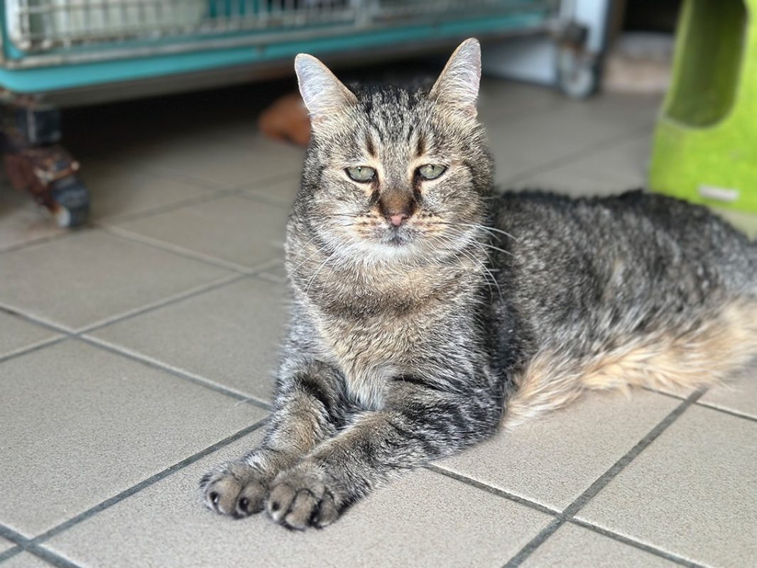 Yoman - Chat Européen à adopter - photo 3