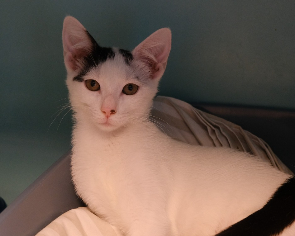 Photo de Felina