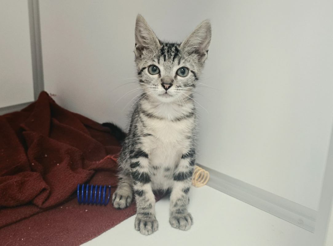 Photo de Taz