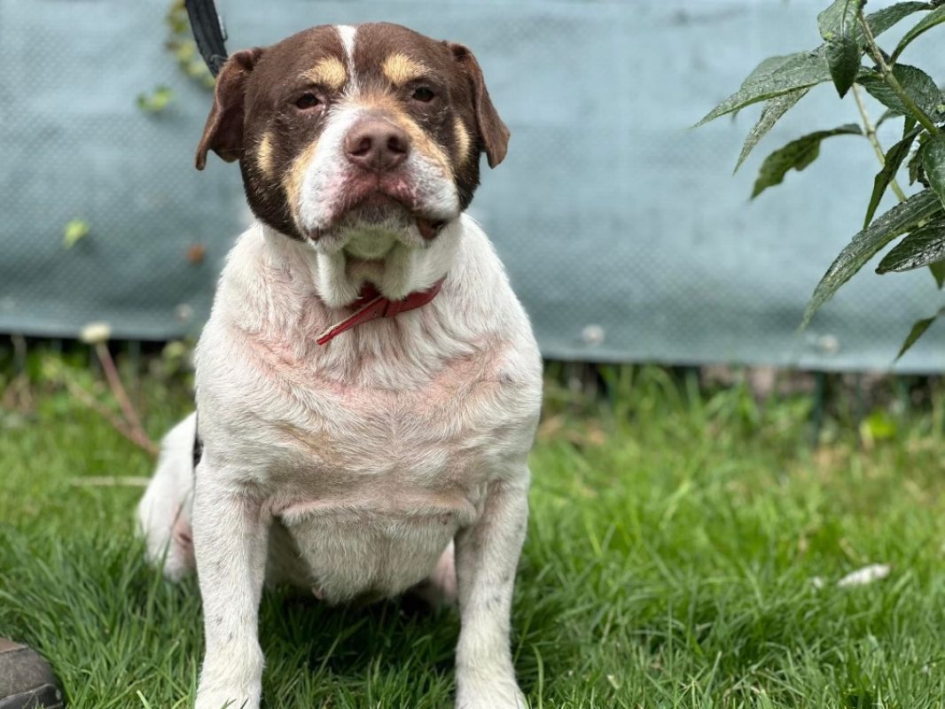 Patapouf - Chien à adopter - photo 4