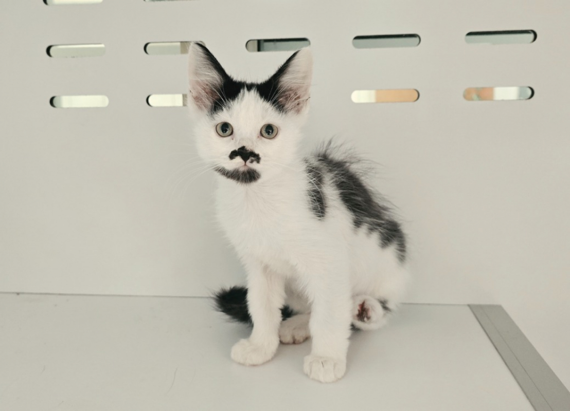 Photo de Biscuit