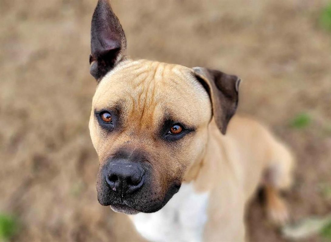 Rouky - Chien à adopter - photo 2