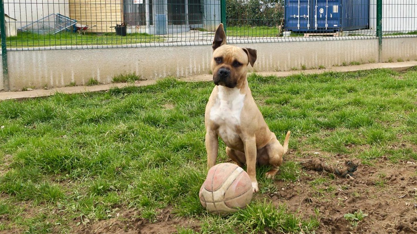 Rouky - Chien à adopter - photo 3
