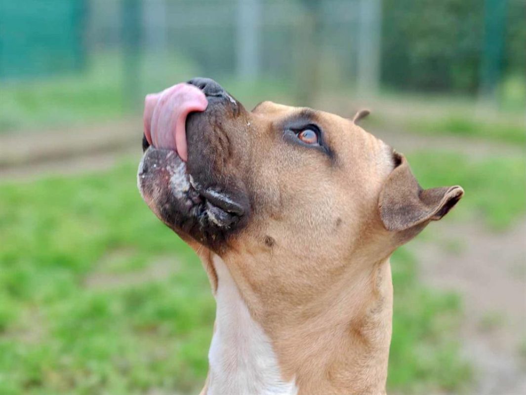 Rouky - Chien à adopter - photo 4