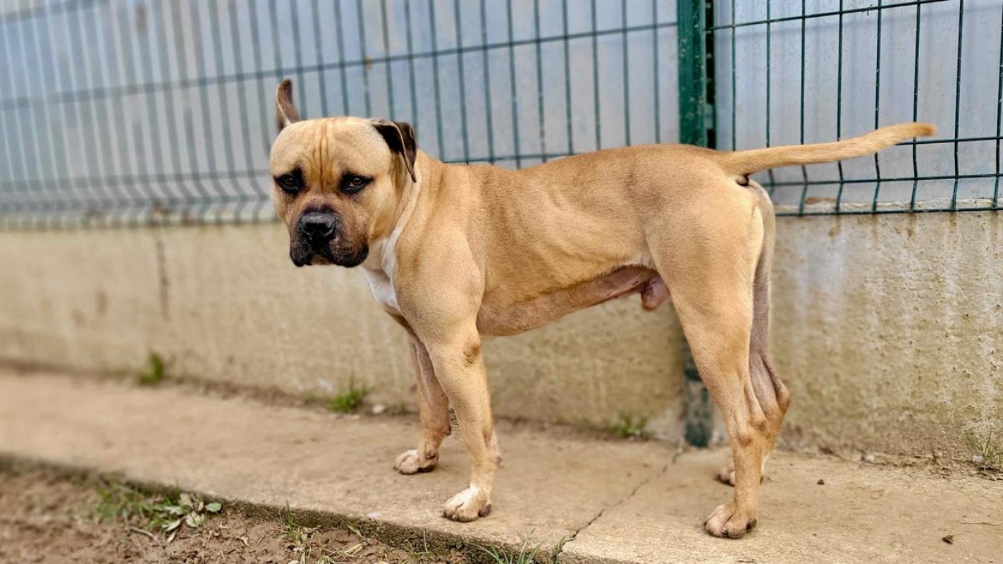 Rouky - Chien à adopter - photo 5