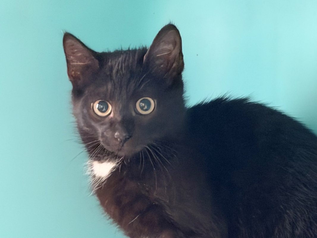 Baxter - Chat Européen à adopter