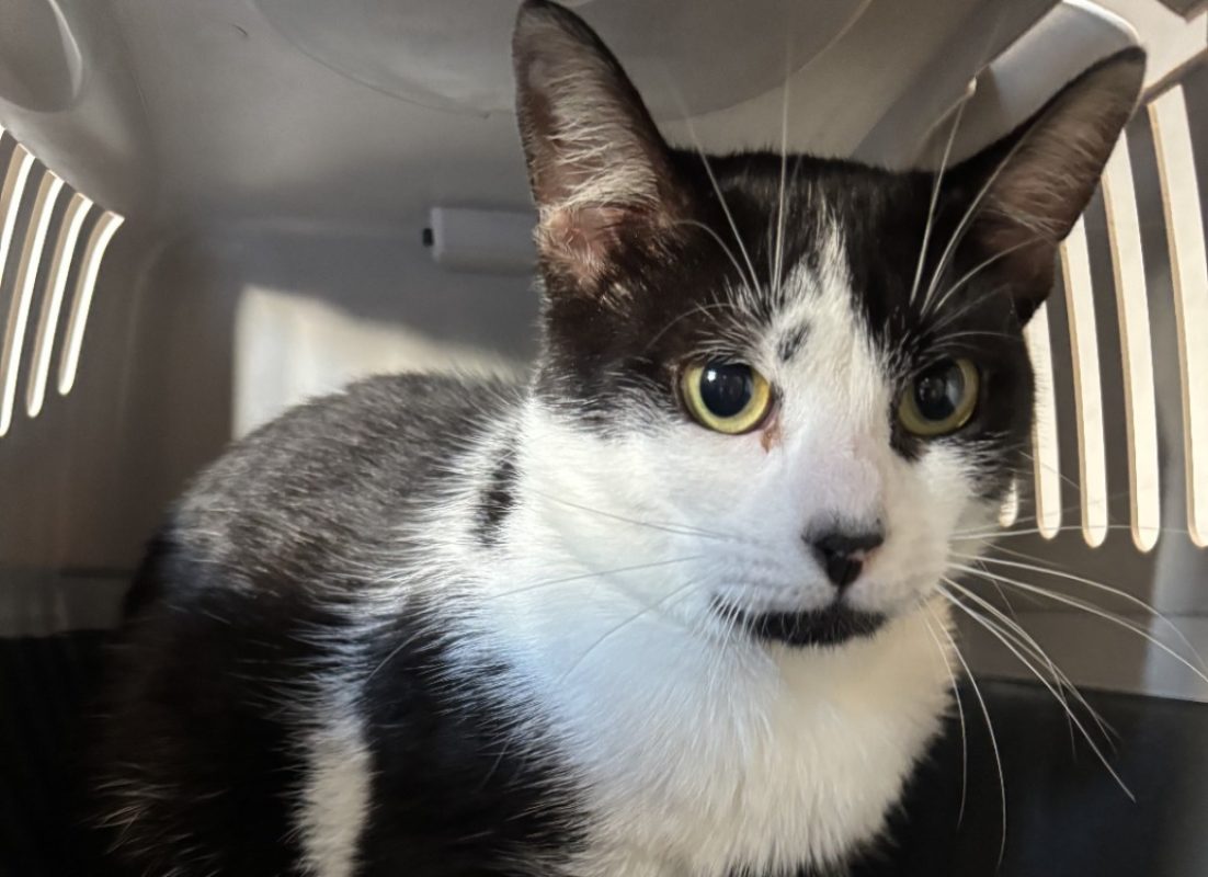 Royal - Chat Européen à adopter