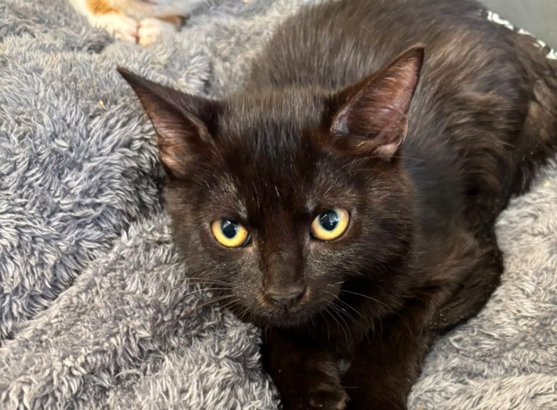 Nito - Chat Européen à adopter